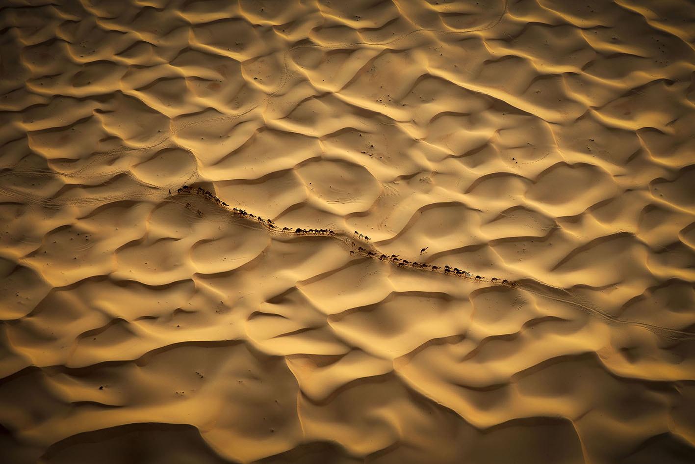Train de chameaux Photographie d
animaux sauvages par Bjorn Persson