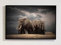 Série « Circle Of Life, Africa » de Bjorn Persson – Photographie animalière