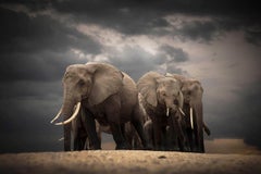Série « Circle Of Life, Africa » de Bjorn Persson – Photographie animalière