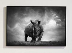 Rencontre rapprochée au lac Nakuru, au Kenya, en Afrique, par Bjorn Persson Wildlife
