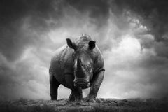 Rencontre rapprochée au lac Nakuru, au Kenya, en Afrique, par Bjorn Persson Wildlife