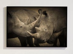 « Closer », série sur l'Afrique de Bjorn Persson, photographie animalière