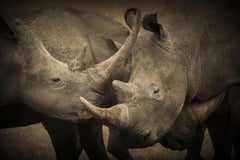 « Closer », série sur l'Afrique de Bjorn Persson, photographie animalière