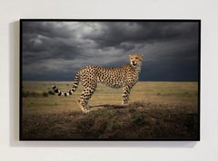 "Colors Is Africa", serie "Africa" di Bjorn Persson - Fotografia naturalistica