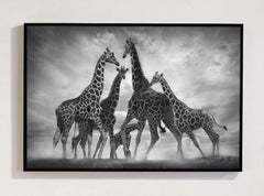 Dance Of The Giraffes, Africa series by Bjorn Persson Wildlife Photography