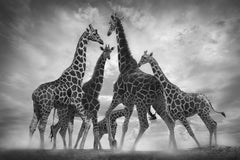 Dance Of The Giraffes, Africa series by Bjorn Persson Wildlife Photography