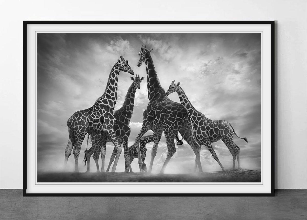 Danse des girafes - Photograph de Björn Persson