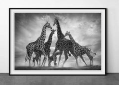 Dance of the Giraffes