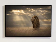 Serie “Dawn, Africa” di Bjorn Persson – Fotografia naturalistica