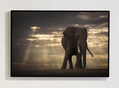 Série « Dawn, Africa » de Bjorn Persson – Photographie animalière