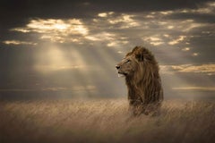 Serie “Dawn, Africa” di Bjorn Persson – Fotografia naturalistica