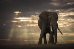 Série « Dawn, Africa » de Bjorn Persson – Photographie animalière
