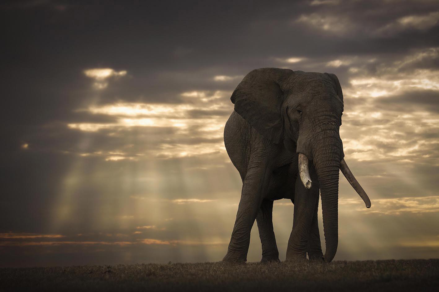 Dawn Wildlife Photography by Bjorn Persson