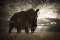 Serie “Dusk, Africa” di Bjorn Persson – Fotografia naturalistica