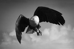 Eagle Flight, Africa series by Bjorn Persson Wildlife Photography