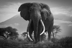 Eden Masai Mara Kenya, Africa series by Bjorn Persson Wildlife Photography