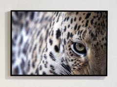 Emerald Eyes, Africa series by Bjorn Persson Wildlife Photography
