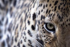 Emerald Eyes, Africa series by Bjorn Persson Wildlife Photography