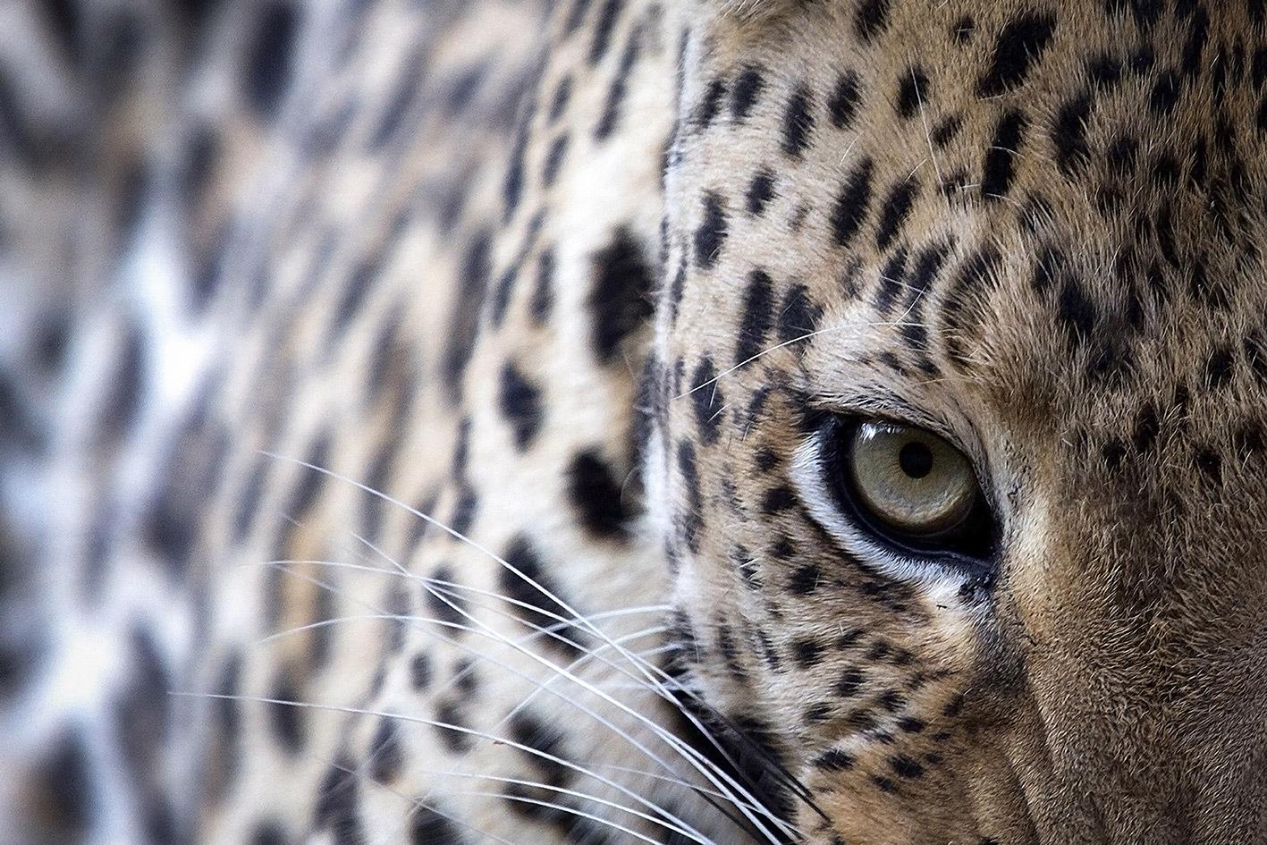 Color Photograph Björn Persson - Yeux d
émeraude  Photographie d
animaux sauvages par Bjorn Persson