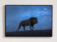 Emperor Of The Night, Africa series by Bjorn Persson Wildlife Photography