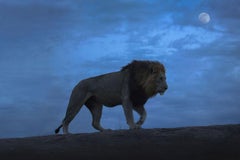 Emperor Of The Night, Africa series by Bjorn Persson Wildlife Photography