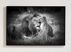 Serie «Padre e hijo en Masai Mara, Kenia, África», del fotógrafo de fauna salvaje Bjorn Persson