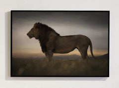 First Light, Africa series by Bjorn Persson Wildlife Photography