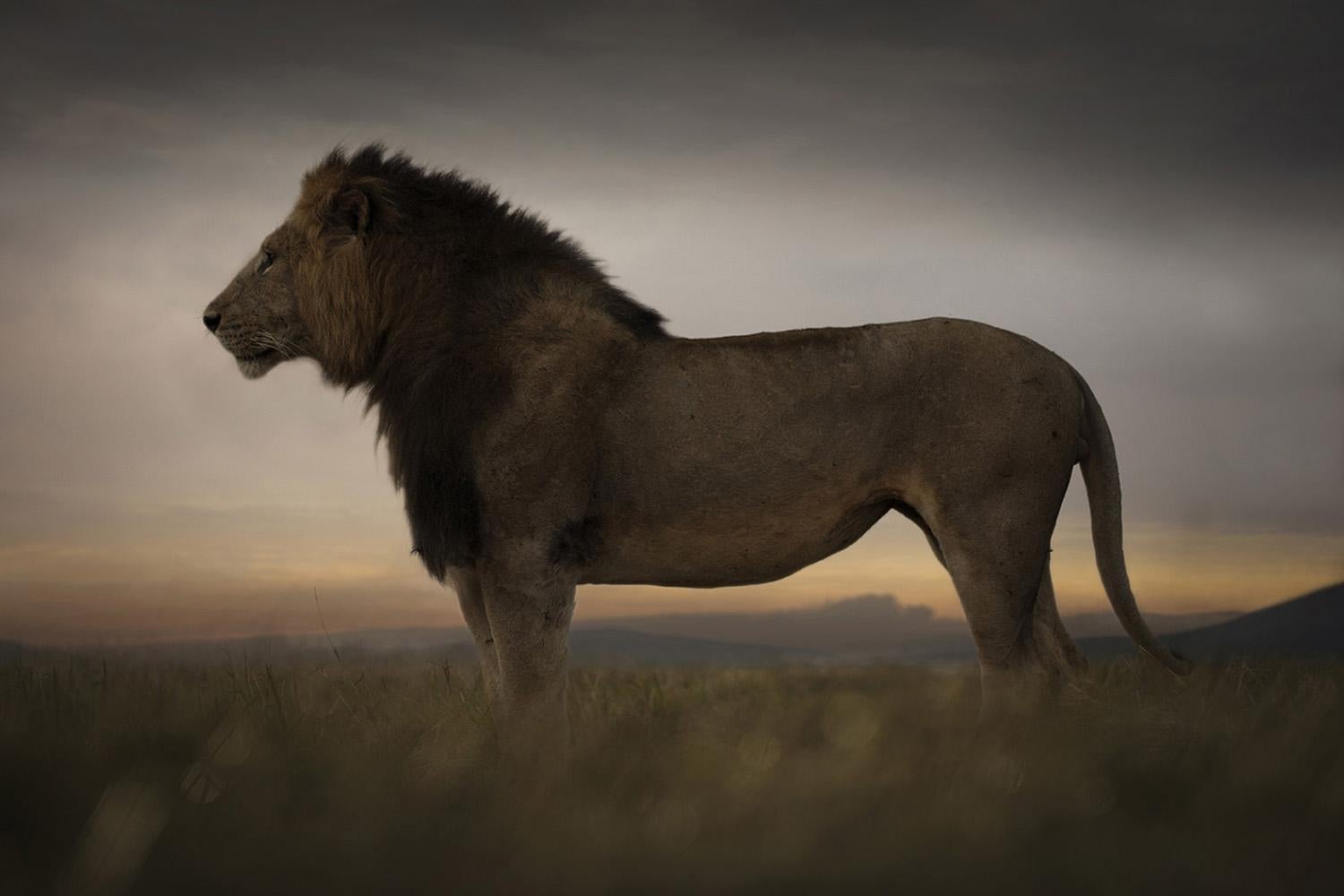 First Light, Africa series by Bjorn Persson Wildlife Photography