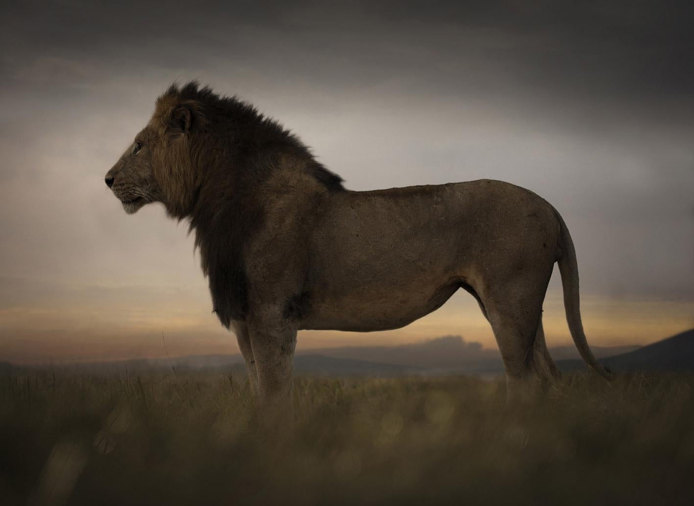 First Light Wildlife Photography by Bjorn Persson