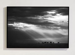 Follow The Sun Masai Mara Kenya, Africa series by Bjorn Persson Wildlife Photogr