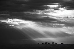 Follow The Sun Masai Mara Kenya, Africa series by Bjorn Persson Wildlife Photogr