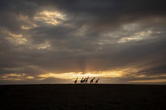 Giraffe Planet, Africa series by Bjorn Persson Wildlife Photography