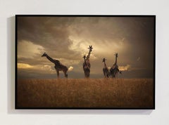 Golden, Africa series by Bjorn Persson Wildlife Photography