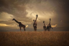 Golden, Africa series by Bjorn Persson Wildlife Photography