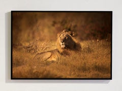 « Golden Hour », série consacrée à l'Afrique par Bjorn Persson, photographe animalier