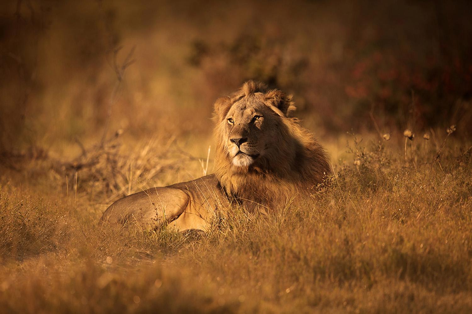 Black and White Photograph de Björn Persson - «Golden Hour», serie sobre África de Bjorn Persson, fotografía de fauna salvaje
