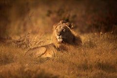« Golden Hour », série consacrée à l'Afrique par Bjorn Persson, photographe animalier