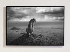 Guardian, serie “Africa” di Bjorn Persson – Fotografia naturalistica