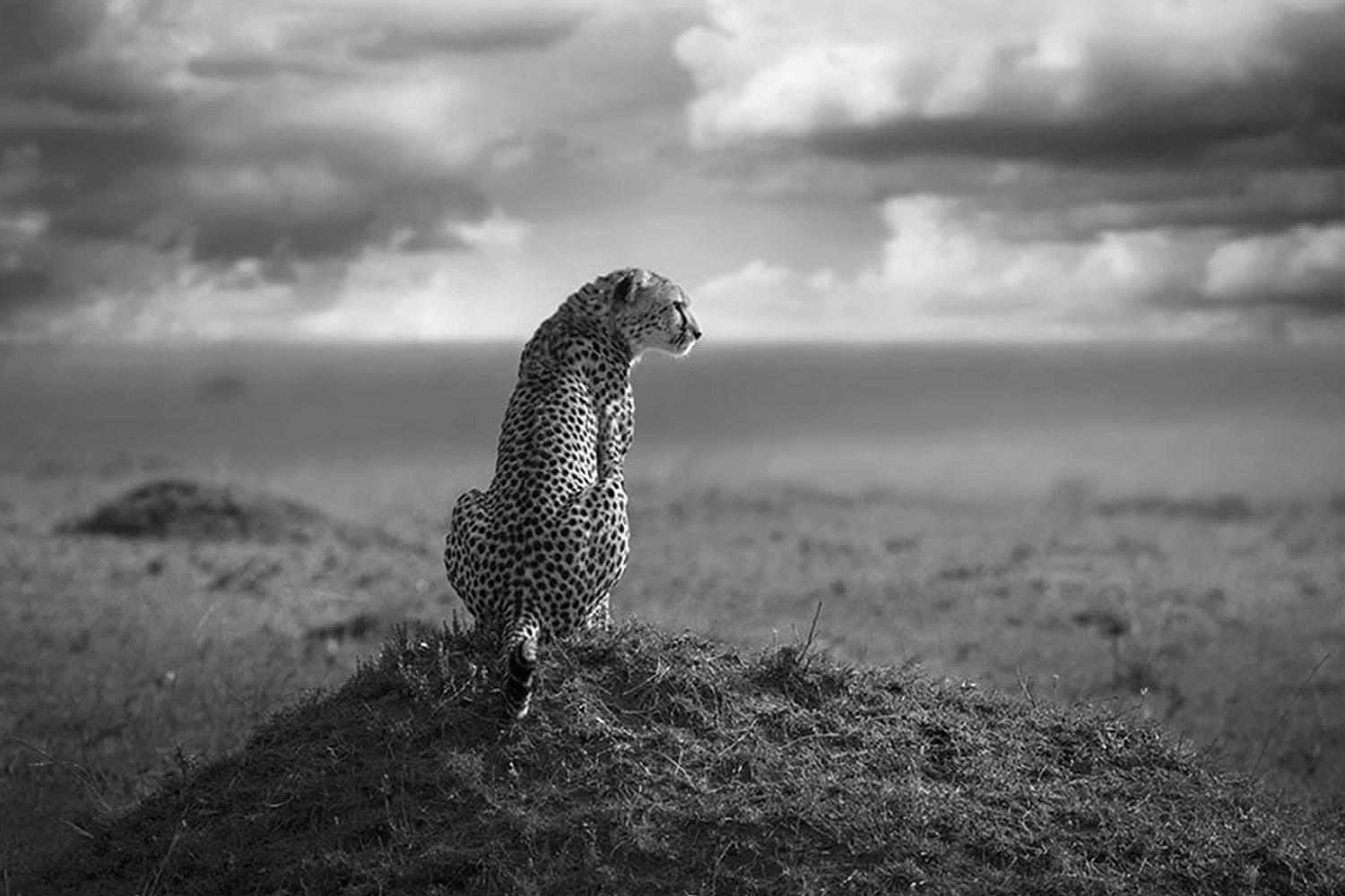 Série « Guardian, Africa » de Bjorn Persson, photographies animalières