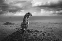 Guardian, serie “Africa” di Bjorn Persson – Fotografia naturalistica