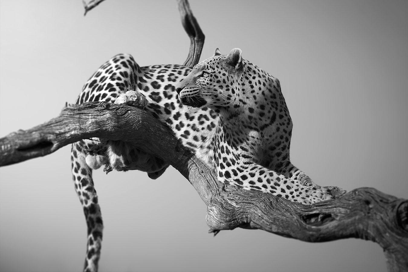 Black and White Photograph Björn Persson - Heaven, Etosha, Namibia, Afrique