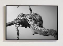 Heaven Etosha Namibia, Africa series by Bjorn Persson Wildlife Photography