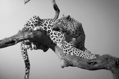 Heaven Etosha Namibia, Africa series by Bjorn Persson Wildlife Photography