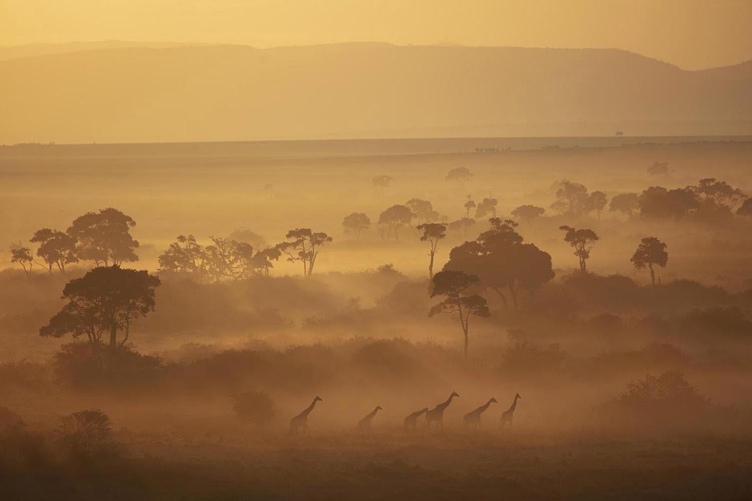 Heaven On Earth, Africa series by Bjorn Persson Wildlife Photography