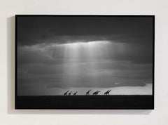 Heaven Sent, Africa series by Bjorn Persson Wildlife Photography