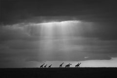 Heaven Sent, Africa series by Bjorn Persson Wildlife Photography