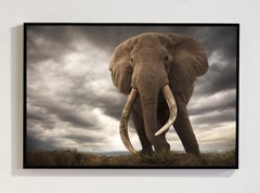 Here Forever, Africa series by Bjorn Persson Wildlife Photography