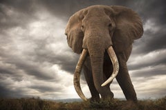 Here Forever, Africa series by Bjorn Persson Wildlife Photography