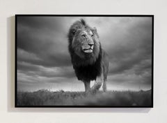 His Royal Highness, Africa series by Bjorn Persson Wildlife Photography