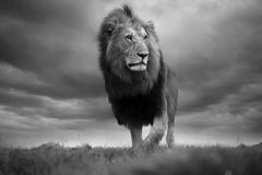 His Royal Highness, Africa series by Bjorn Persson Wildlife Photography